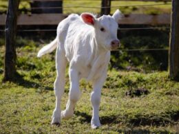 Bezerros em risco após o parto: descubra os cuidados essenciais para garantir sua saúde e sobrevivência. 11 bezerros em risco apos o parto descubra os cuidados essenciais