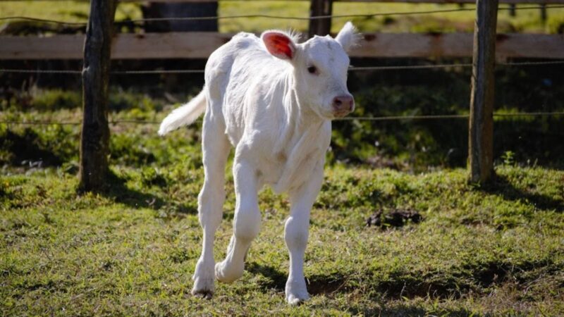 bezerros em risco apos o parto descubra os cuidados essenciais