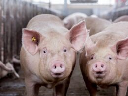 Biosseguridade obrigatória em granjas comerciais de suínos eleva proteção sanitária e reduz perdas no rebanho