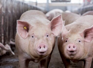 Biosseguridade obrigatória em granjas comerciais de suínos eleva proteção sanitária e reduz perdas no rebanho