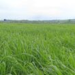 Biotecnologia transforma pastagens e eleva a produtividade no campo para pecuaristas de sucesso