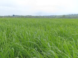 Biotecnologia transforma pastagens e eleva a produtividade no campo para pecuaristas de sucesso