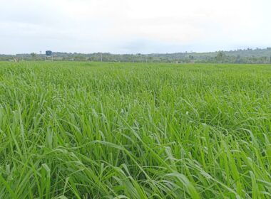 Biotecnologia transforma pastagens e eleva a produtividade no campo para pecuaristas de sucesso