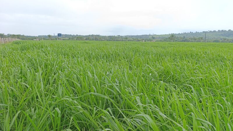 Biotecnologia transforma pastagens e eleva a produtividade no campo para pecuaristas de sucesso