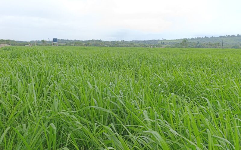 Biotecnologia transforma pastagens e eleva a produtividade no campo para pecuaristas de sucesso