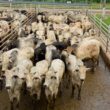 Boi China traz vantagens exclusivas para pecuaristas de RO com bônus de exportação na TIP