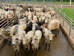 Boi China traz vantagens exclusivas para pecuaristas de RO com bônus de exportação na TIP 20 Boi China traz vantagens exclusivas para pecuaristas de RO com bônus de exportação na TIP