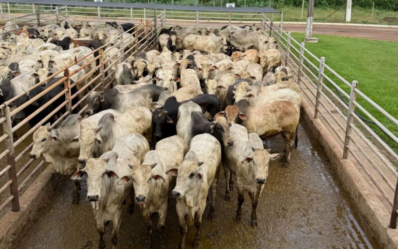 Boi China traz vantagens exclusivas para pecuaristas de RO com bônus de exportação na TIP