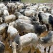 Boi saudável e pesado: como a suplementação a pasto transforma a produção rural e maximiza resultados