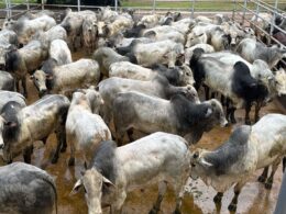 Boi saudável e pesado: como a suplementação a pasto transforma a produção rural e maximiza resultados 36 Boi saudável e pesado: como a suplementação a pasto transforma a produção rural e maximiza resultados