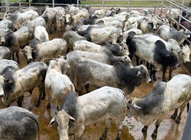 Boi saudável e pesado: como a suplementação a pasto transforma a produção rural e maximiza resultados