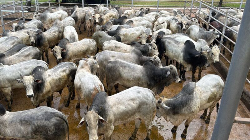 Boi saudável e pesado: como a suplementação a pasto transforma a produção rural e maximiza resultados