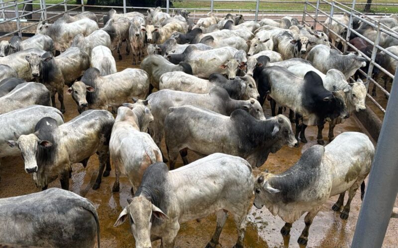 Boi saudável e pesado: como a suplementação a pasto transforma a produção rural e maximiza resultados