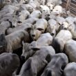 Boiada confinada em MT atinge mais de 20@, impulsionando lucros e qualidade na pecuária regional
