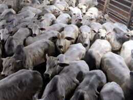 Boiada confinada em MT atinge mais de 20@, impulsionando lucros e qualidade na pecuária regional 8 Boiada confinada em MT atinge mais de 20@, impulsionando lucros e qualidade na pecuária regional