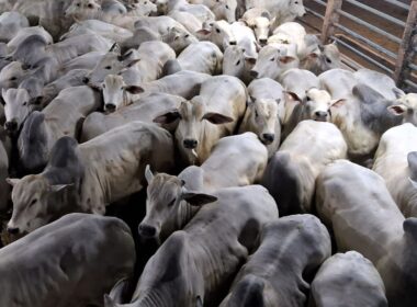 Boiada confinada em MT atinge mais de 20@, impulsionando lucros e qualidade na pecuária regional
