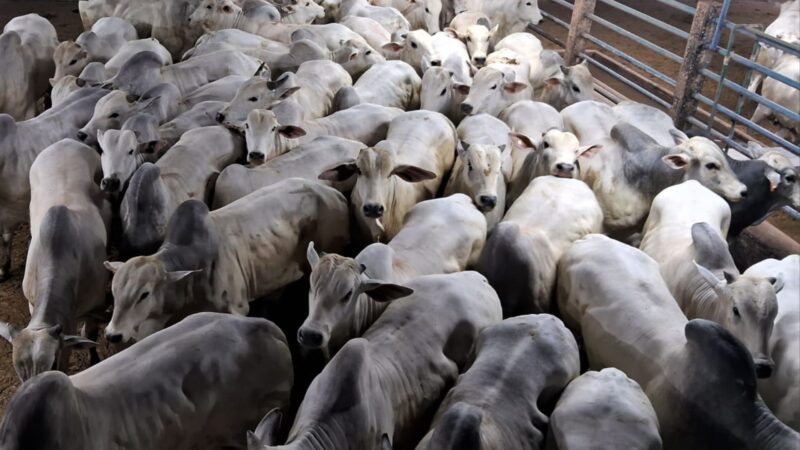 Boiada confinada em MT atinge mais de 20@, impulsionando lucros e qualidade na pecuária regional