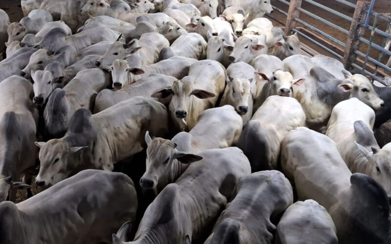 Boiada confinada em MT atinge mais de 20@, impulsionando lucros e qualidade na pecuária regional