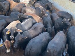 Boiada cruzada mineira garante ganho de peso impressionante com Gadão jovem de 22@ no cocho 17 Boiada cruzada mineira garante ganho de peso impressionante com Gadão jovem de 22@ no cocho