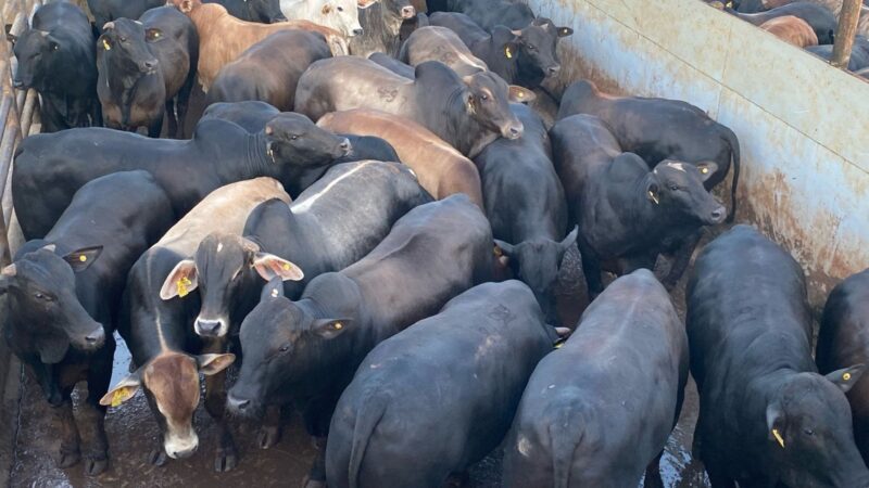 Boiada cruzada mineira garante ganho de peso impressionante com Gadão jovem de 22@ no cocho