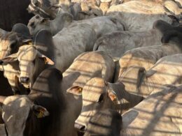 Boiada mineira impressiona com gadão jovem e peso acima da média, revelando potencial para alta rentabilidade 20 Boiada mineira impressiona com gadão jovem e peso acima da média, revelando potencial para alta rentabilidade