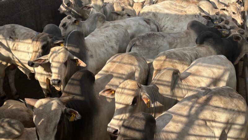 Boiada mineira impressiona com gadão jovem e peso acima da média, revelando potencial para alta rentabilidade