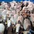 Boiada Nelore impressiona com produtividade excepcional no interior de SP e promete grandes resultados no mercado.