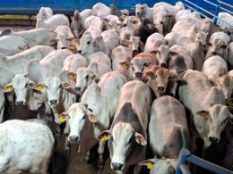 Boiada Nelore impressiona com produtividade excepcional no interior de SP e promete grandes resultados no mercado. 13 Boiada Nelore impressiona com produtividade excepcional no interior de SP e promete grandes resultados no mercado.