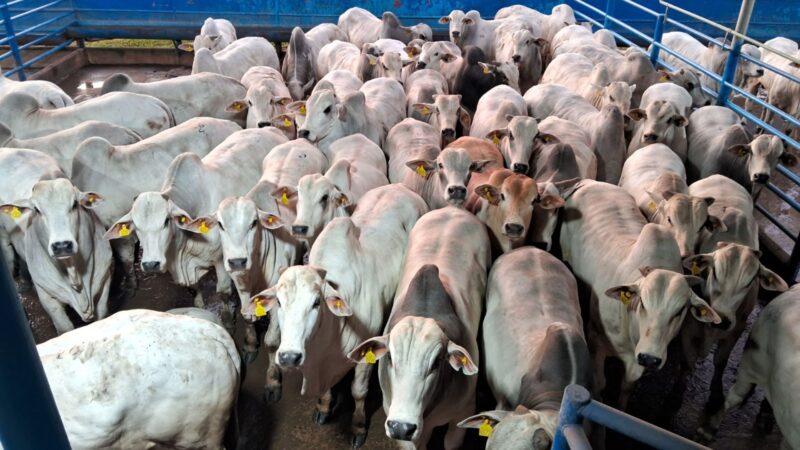 Boiada Nelore impressiona com produtividade excepcional no interior de SP e promete grandes resultados no mercado.