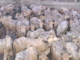 Boiada nova no Pará precisa de destaque: padrão racial superior e desempenho de quase 20@ na TIP. 21 Boiada nova no Pará precisa de destaque: padrão racial superior e desempenho de quase 20@ na TIP.