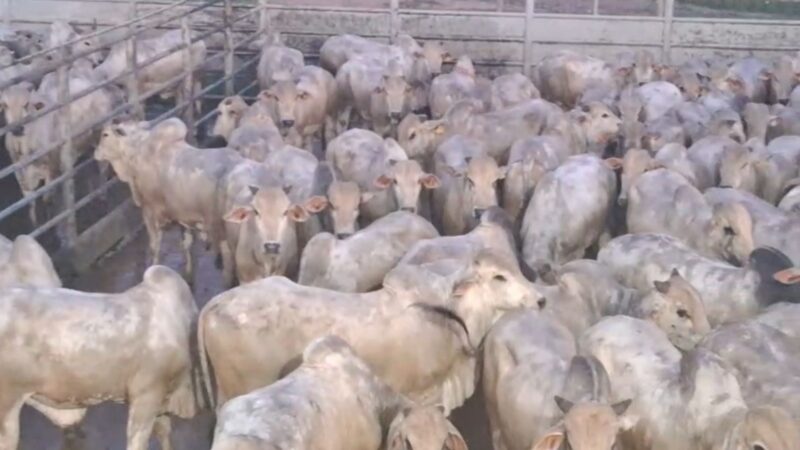 Boiada nova no Pará precisa de destaque: padrão racial superior e desempenho de quase 20@ na TIP.