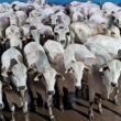 Boitel é estratégia de pecuaristas para terminar gadão jovem com mais de 20@ em SP