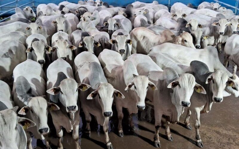 Boitel é estratégia de pecuaristas para terminar gadão jovem com mais de 20@ em SP
