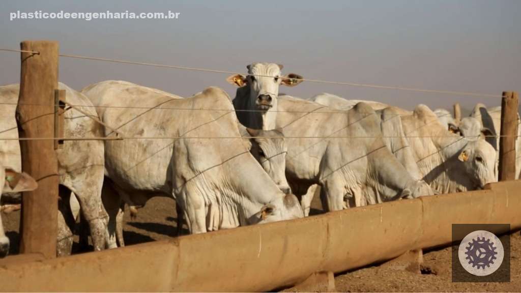 Bovinos de corte em confinamento. Foto: Divulgação