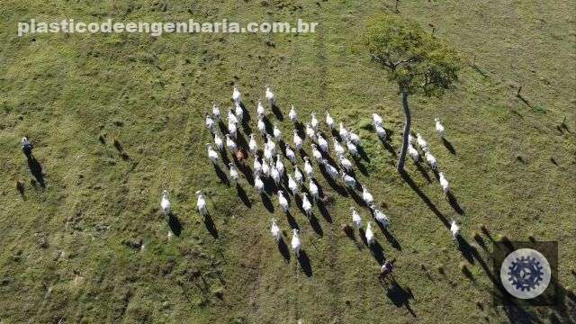 Vista aérea da área de pasto da fazenda. Foto: Reprodução