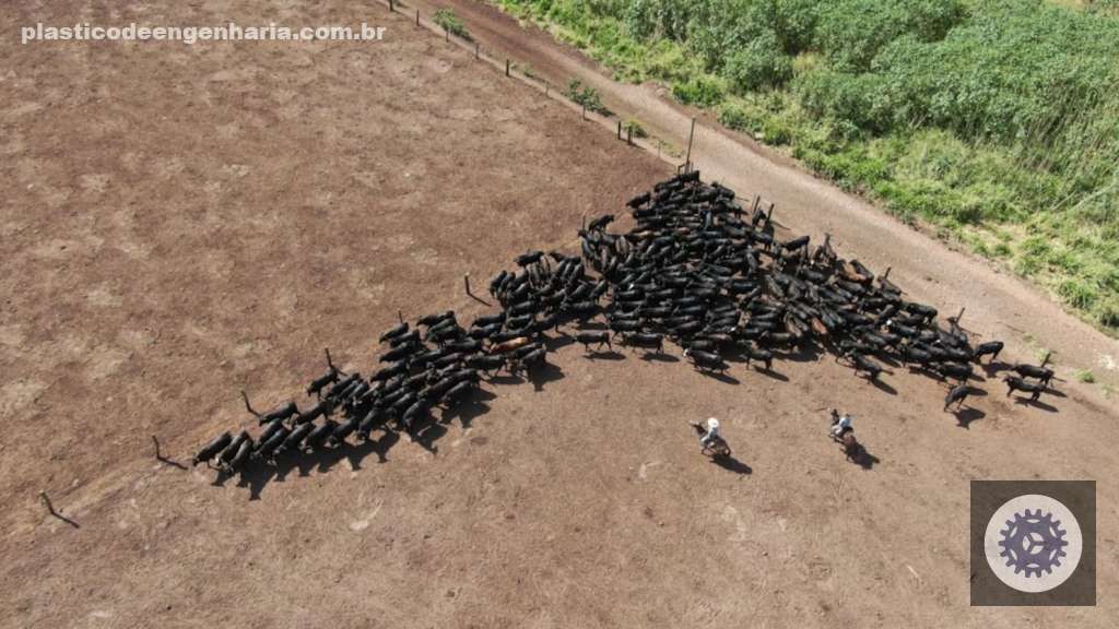 Cobea transforma a pecuária brasileira com foco no bem-estar animal e sustentabilidade, elevando padrões da indústria 3 bovinos bem estar animal BEA 21.04.2025