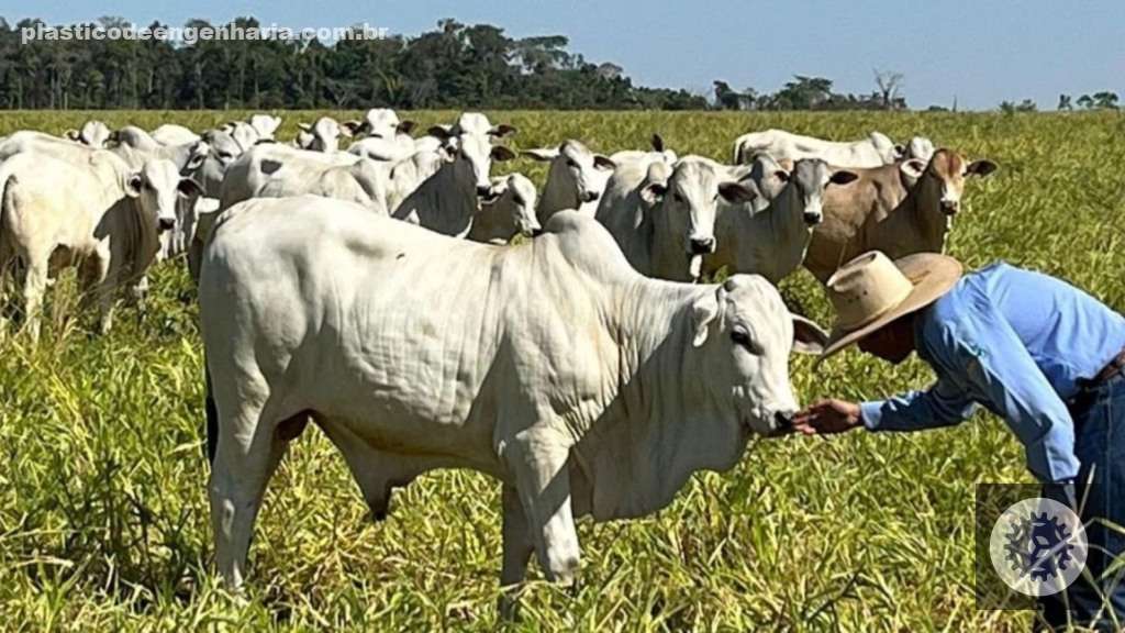 Cobea transforma a pecuária brasileira com foco no bem-estar animal e sustentabilidade, elevando padrões da indústria 5 bovinos bem estar animal BEA 21.04.2025 2