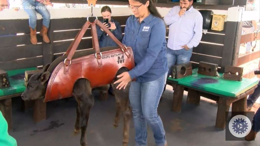 Cobea transforma a pecuária brasileira com foco no bem-estar animal e sustentabilidade, elevando padrões da indústria 7 bovinos bem estar animal BEA 21.04.2025 3