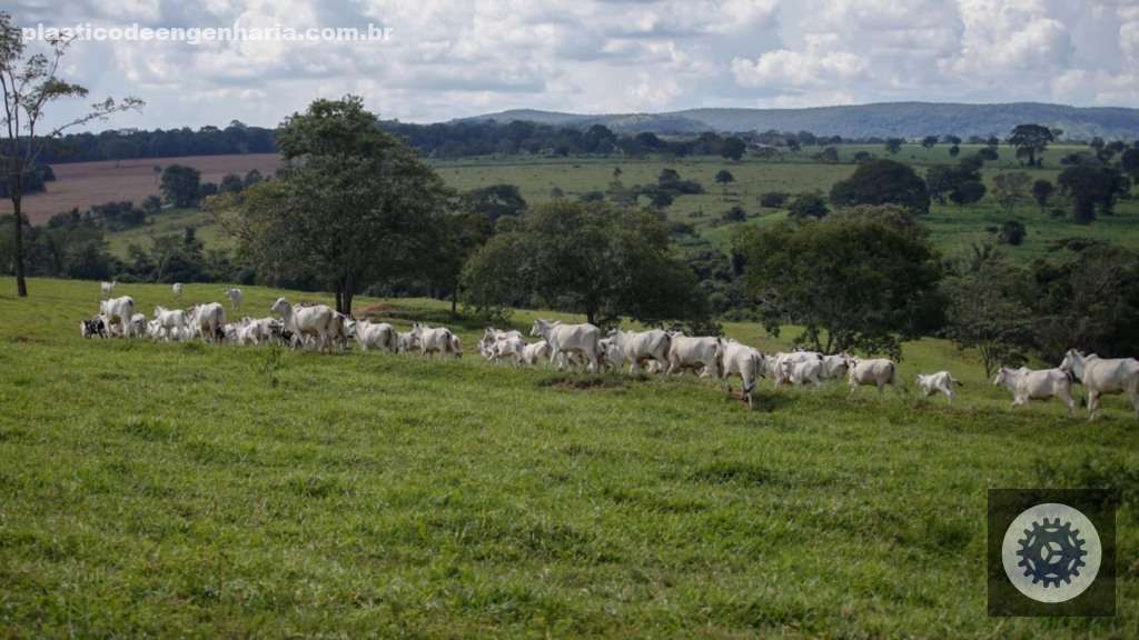 Cobea transforma a pecuária brasileira com foco no bem-estar animal e sustentabilidade, elevando padrões da indústria 4 bovinos bem estar animal BEA 21.04.2025 6