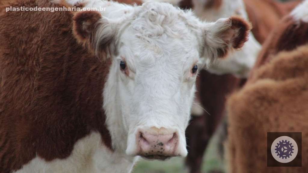 FAO alerta para nova cepa de febre aftosa e reforça medidas de biossegurança