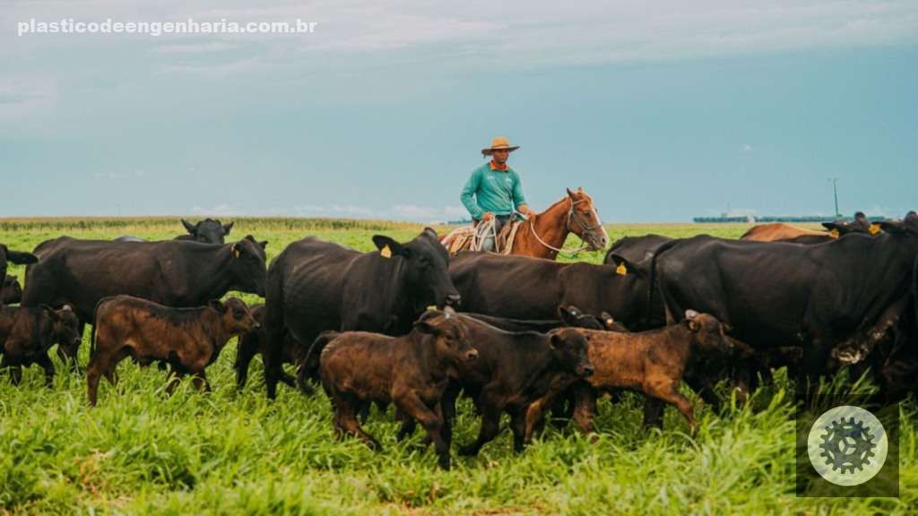 Friboi celebra 11 anos de parceria sólida, trazendo suporte e resultados para o pecuarista crescer mais forte no setor 5 bovinos gado de corte 12.05.2025 12