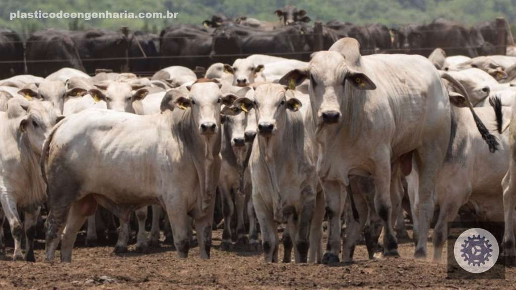 Friboi celebra 11 anos de parceria sólida, trazendo suporte e resultados para o pecuarista crescer mais forte no setor 4 bovinos gado de corte 12.05.2025 3