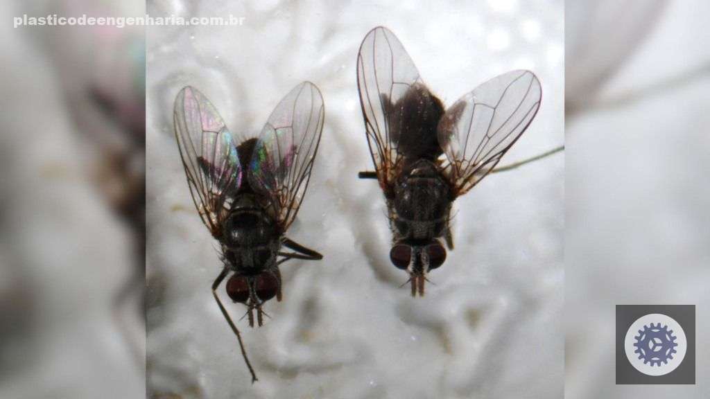 Detalhe de moscas-dos-chifres. Foto: Divulgação/Embrapa