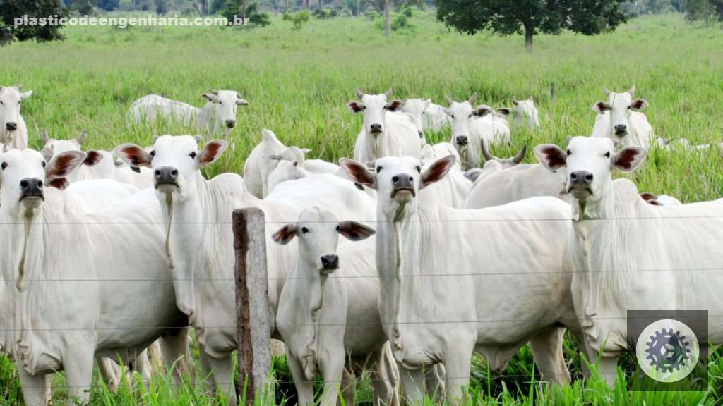 Ganhe mais na pecuária com contas eficazes para otimizar seus lucros e aumentar sua rentabilidade. 2 Bovinos de corte em área de pastagem. Foto: Canva