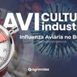 Brasil a caminho da certificação de liberdade da Influenza Aviária em 25 dias e suas implicações para o agronegócio.