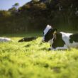 Brasil alcança status de país livre de febre aftosa sem vacinação, garantindo acesso a mercados e impulsionando a agropecuária.