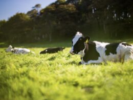 Brasil alcança status de país livre de febre aftosa sem vacinação, garantindo acesso a mercados e impulsionando a agropecuária.