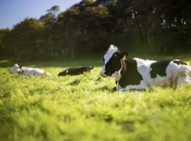 Brasil alcança status de país livre de febre aftosa sem vacinação, garantindo acesso a mercados e impulsionando a agropecuária.