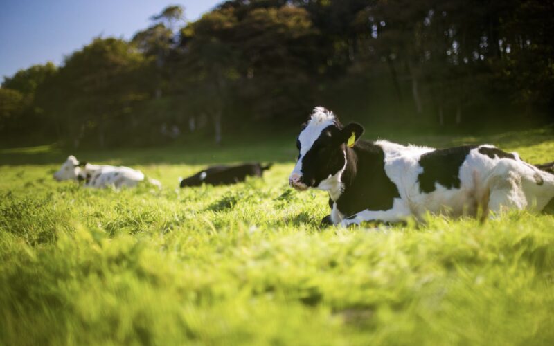 Brasil alcança status de país livre de febre aftosa sem vacinação, garantindo acesso a mercados e impulsionando a agropecuária.