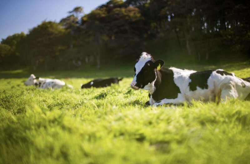 Brasil alcança status de país livre de febre aftosa sem vacinação, garantindo acesso a mercados e impulsionando a agropecuária.